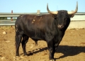 BIGOTILLO: Toro Juan Defensa D�a 25 mediod�a