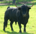 VENTANERO