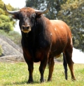BOTIJERO