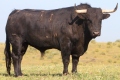 CORDERO